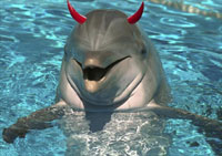 Evil dolphin