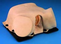 Female pelvic simulator model. 